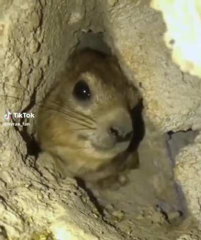 Hyrax is not happy