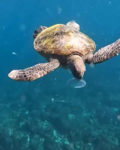 Green Sea Turtle Eating a Jellyfish