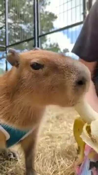 capy loves banana