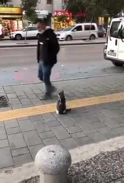 Sidewalk cat hates you