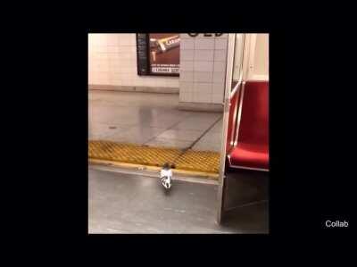 TTC riders are some of the weirdest people I’ve seen