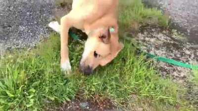 Boxer x Malamute, not the brightest mix