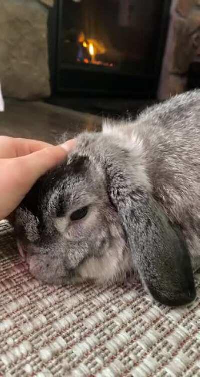 Bunny rubs🥰