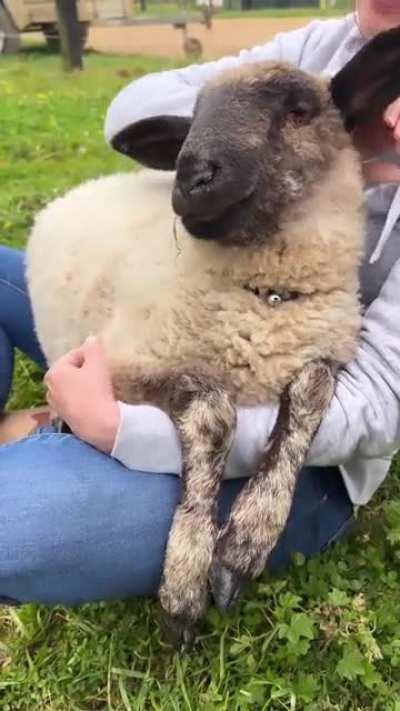 Some people have lap cats or lap dogs, at Edgar's Mission sanctuary they have lap sheep.