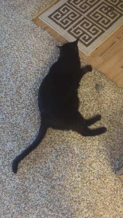 If you think your cat yells, you don't know Pumpkin