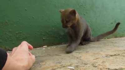 The jaguarundi is a wild cat native to the Americas, and its closest relative is the cougar. The jaguarundi shows a number of features seen in mustelids: an elongated body, short legs, a long tail, and a narrow head. This jaguarundi was rescued and rehabi