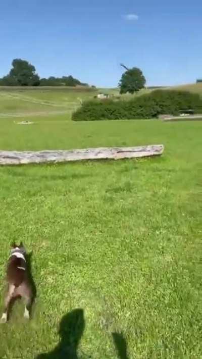 Dog yeeted himself (Part 2)