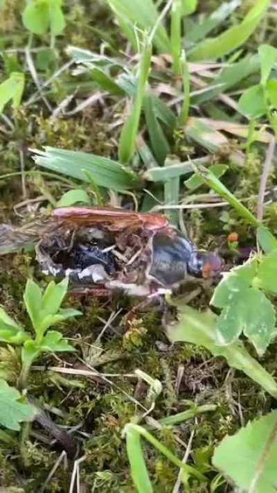 How is this bug even still alive?