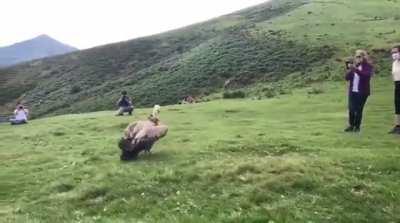 Белоголовый сип