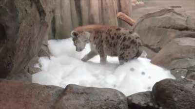 Posting Yeens evey day until I get to pet one Day 600 extra clean and not one bit stinky