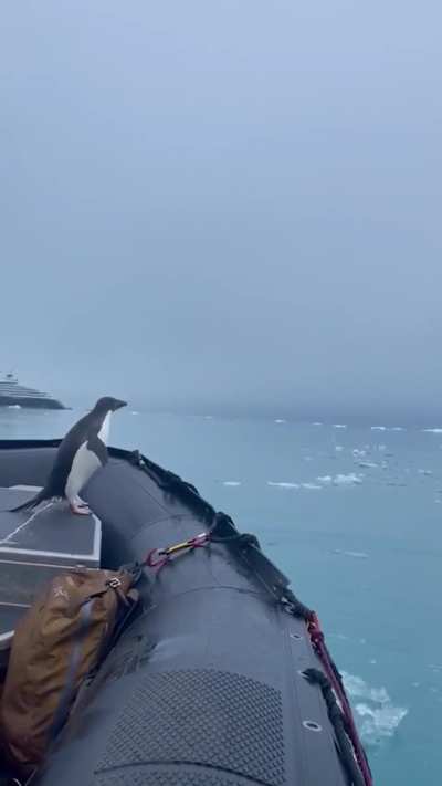 🔥 Penguins jumping onto a Zodiac in Antarctica
