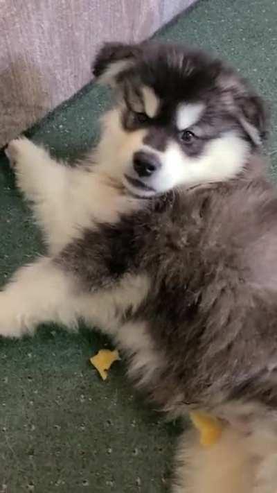 guilt.exe not installed