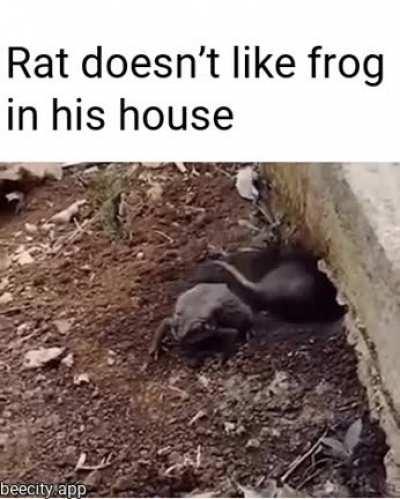 Rat doesn’t