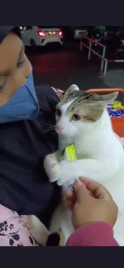 Chonky cat wants snack and won’t letgo