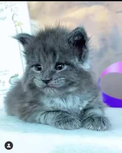 My cat won't be angry