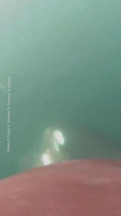 When scientists in British Columbia attached cameras onto northern resident killer whales, also known as orcas, and followed them with drones, they were astonished to see behavior that's never been observed before: the orcas appeared to be coordinating wi