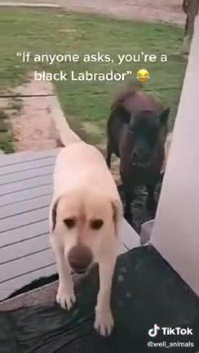 She will not notice, come one!