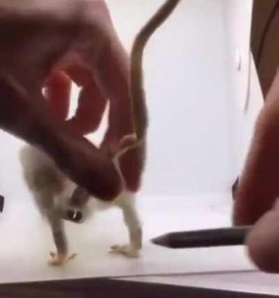 Taxidermy Pencil Case & Sharpener