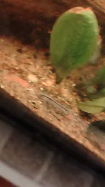 I just got corys again, but it's been awhile I love some tips