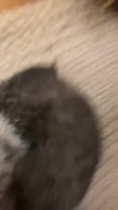 Nikolai doesn’t have a thought behind those beautiful eyes