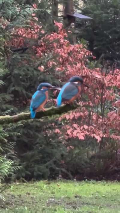 A really angry kingfisher bird