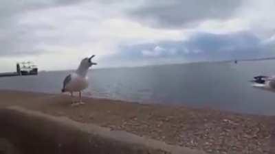 Jajajajaj ekisde ekisde