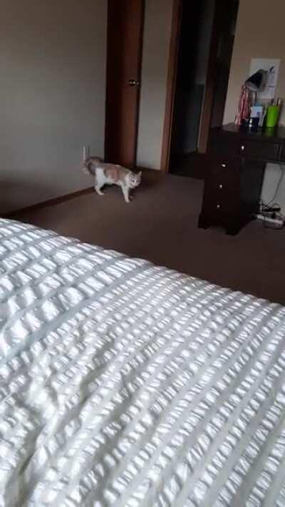 My derpy cat believes he's a dog.....and plays fetch....for hours.