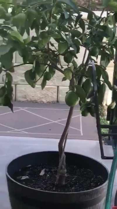 🔥 Bird having some fun with basketball 🔥