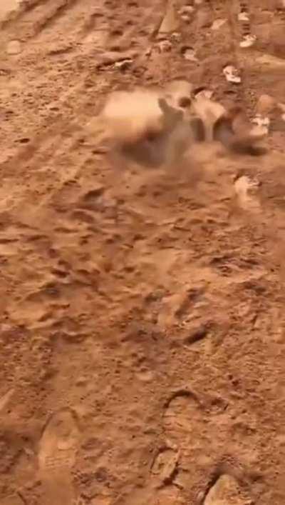 I encountered the dust dog boss, anyone know how to beat it?