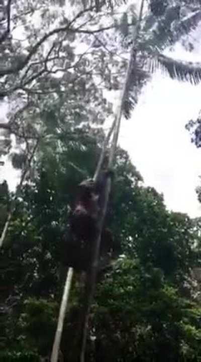Tarzan, brazilian style