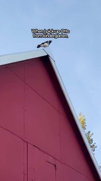 A Wild Crow Is A Friend To A Child