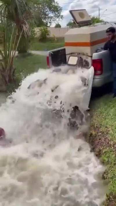 HMB while I help release the fish