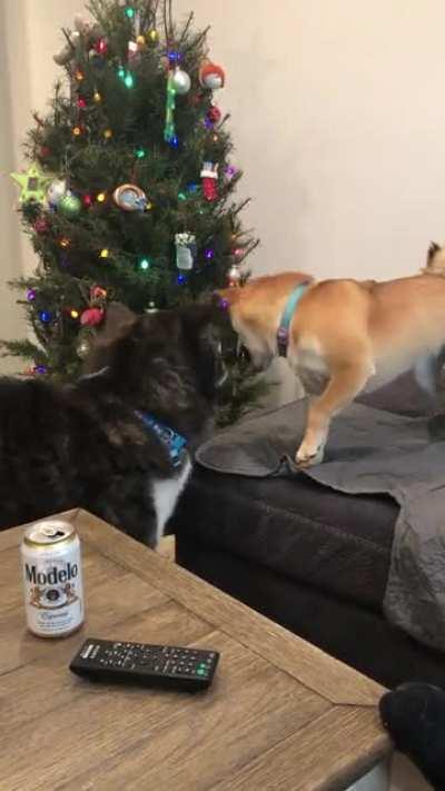 Every time I wanna nap on couch