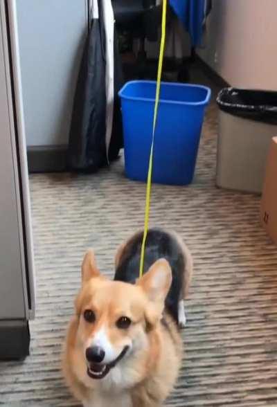 How to keep track of the office Corgi