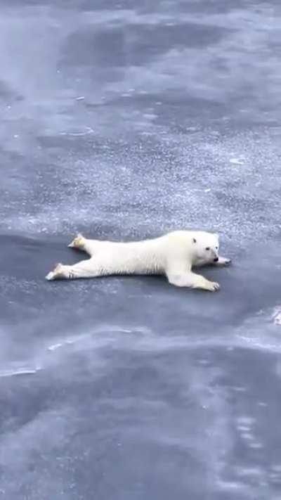 Polar bears spread eagle while crossing thin ice, to avoid breaking the ice.