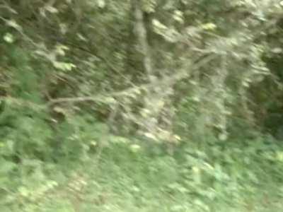 Indian Elephant roar sounds like a dinosaur