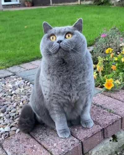 Curious chonker watches a plane fly by 🦭✈️