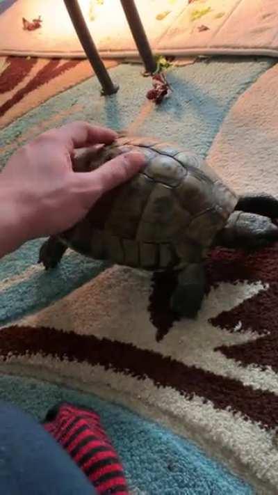 Shake ya ass! But watch ya self!