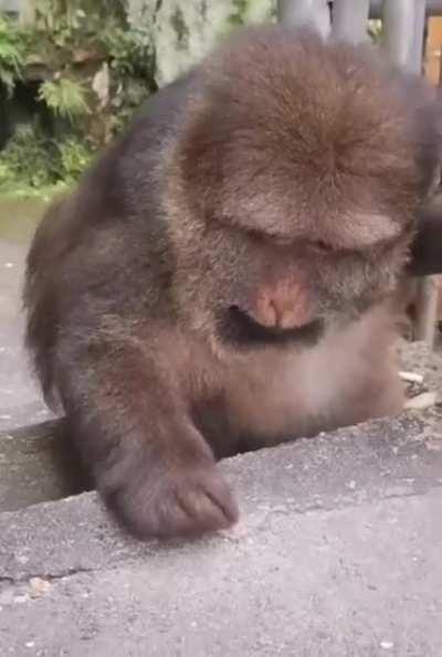 This elderly woman takes care of this monkey that comes to her house