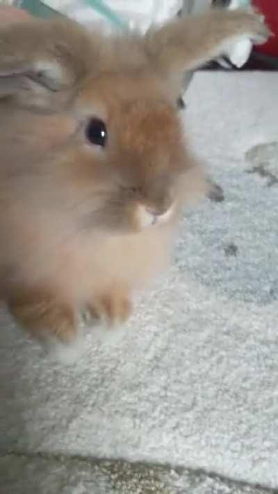 The Floppening, interrupted: Donkey 🐴 continues his ear-volution, currently the sweetest baby helicopter.