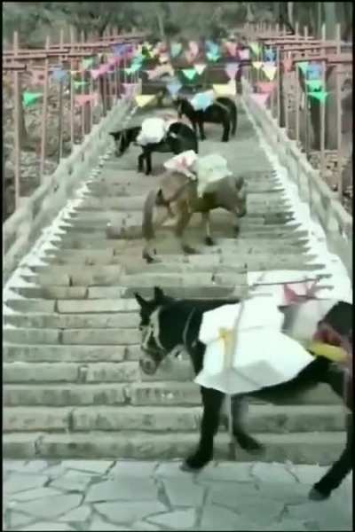 Donkeys who understand physics know the easiest way to climb a steep staircase is to cross-climb.🫏
