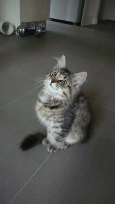 Kitten screams by Sushi