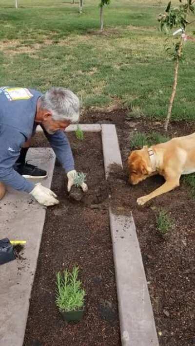 This dog helping to shovel the ground