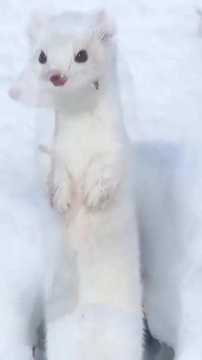 Awww what is this animal called