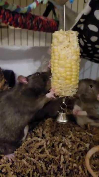 Corn on the cob on a stick