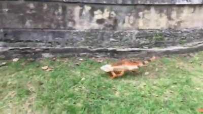 A male green iguana in rut chases down a young rival
