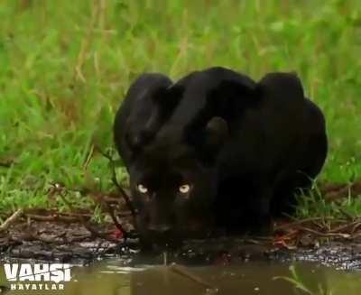 Ananı skm asalete bak