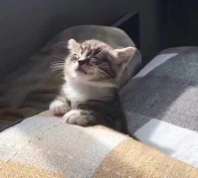 That sleepy head kitten is a mood