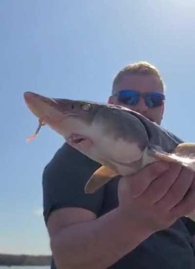 A fish with extending mouth