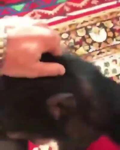 macaco makonha fodase